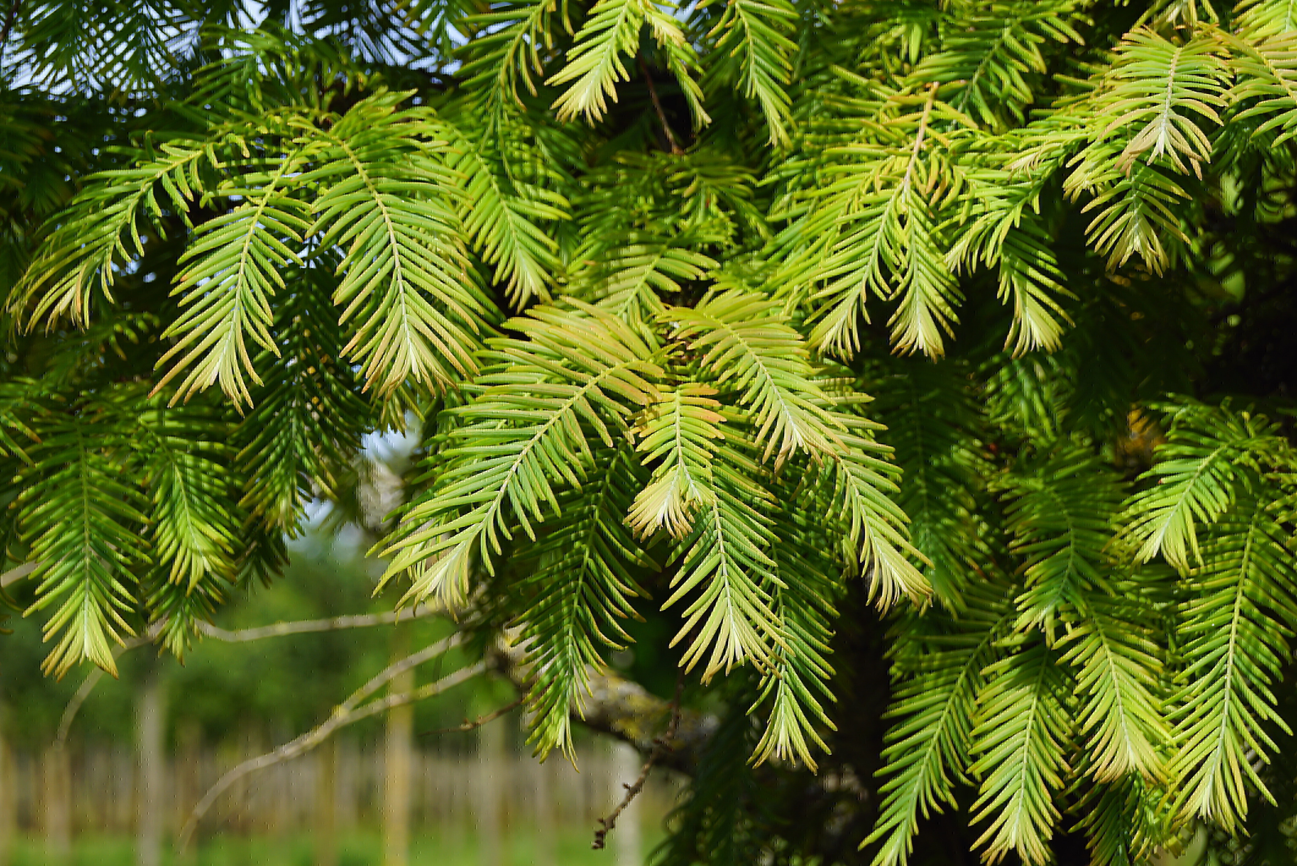 Metasequoia glyptostroboides 'Matthaei Broom' (1)
